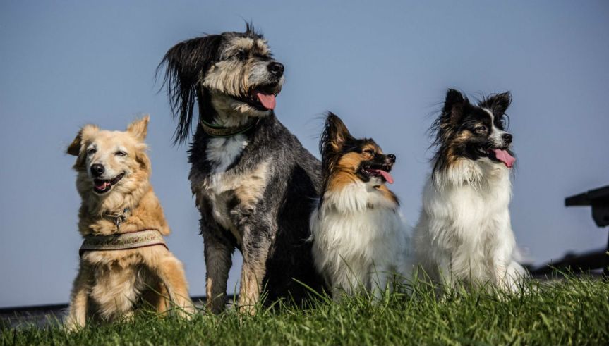 Parada Pet acontece neste final de semana em&nbsp;Curitiba